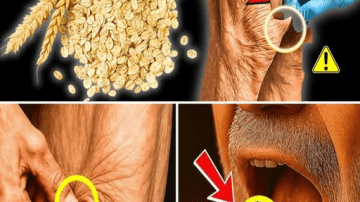 From Diet to Skincare: 9 Natural Collagen Boosters for Younger Skin