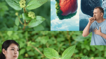 A Chinese Doctor Replaced My 75-Year-Old Grandmother’s Pills With This Powerful Drink