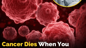 Descubre el Poder Oculto de la Mimosa Pudica: El Tesoro Natural que Podría Transformar tu Bienestar