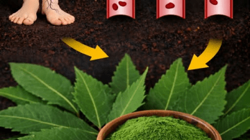 Goodbye to Tired, Heavy Legs — Try This Simple Aloe Vera Blend Your Grandmother Might Have Loved