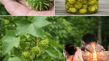 Pumpkin Power: Nature’s Forgotten Medicine Revealed