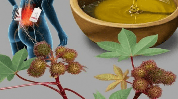 The Cancer Destroying LEAF That Doctors Aren’t Telling You About! Barbara O’Neill SECRET Discover! 