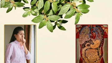 The Ancient Liquid Gold: Is This Forgotten Botanical Secret the Missing Link to Your Modern Wellness?