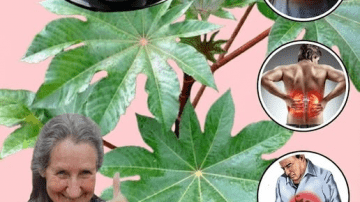 Discover the Untapped Potential of Chili Pepper Leaves: The Nutritional Powerhouse Hiding in Your Garden That Could Change Everything