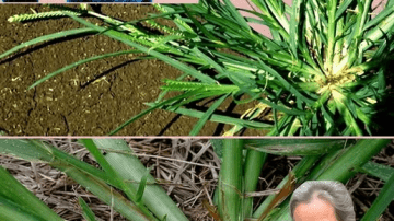 The Ancient Liquid Gold: Is This Forgotten Botanical Secret the Missing Link to Your Modern Wellness?