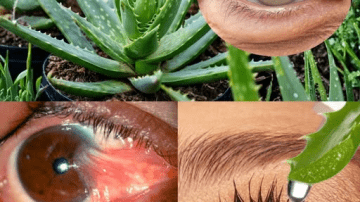 The Tiny Wild Plant You’re Stepping Over Every Day Could Quietly Fix Your Digestion, Refresh Your Body, and Add a Lemon-Zing Spark to Your Meals – Meet Azedinha (Oxalis)