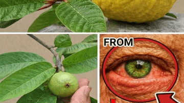 Waking Up With Heavy Legs? This Simple Kitchen Root Helps Wake Up Sluggish Circulation