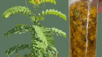 Eat Like Japan’s Oldest Doctors to Stay Young