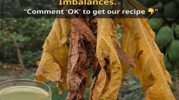 Boiled Garlic in Milk: A Helpful Habit or Something to Be Careful With?