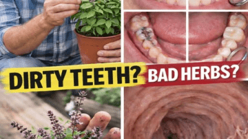 10 Natural Foods You Must Eat Every Single Day After 50 to Protect Your Kidneys, Heart, and Energy for Decades