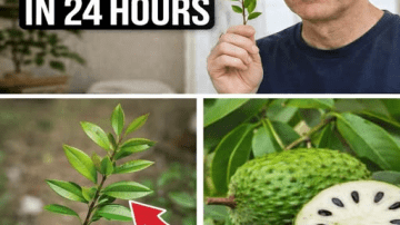 Simple Natural Tips to Keep Your Teeth Healthy – Avoid Extra Dental Visits with These 5 Natural Cavity Remedies