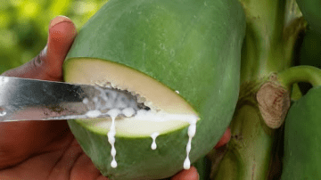 Clean Your Lungs❗ Stop Coughing in Three Days! Bronchitis Recipe with Cloves